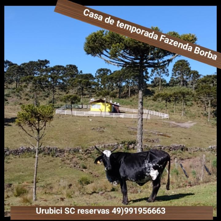 Casa E Cabana De Campo Fazenda Borba Urubici Exteriér fotografie