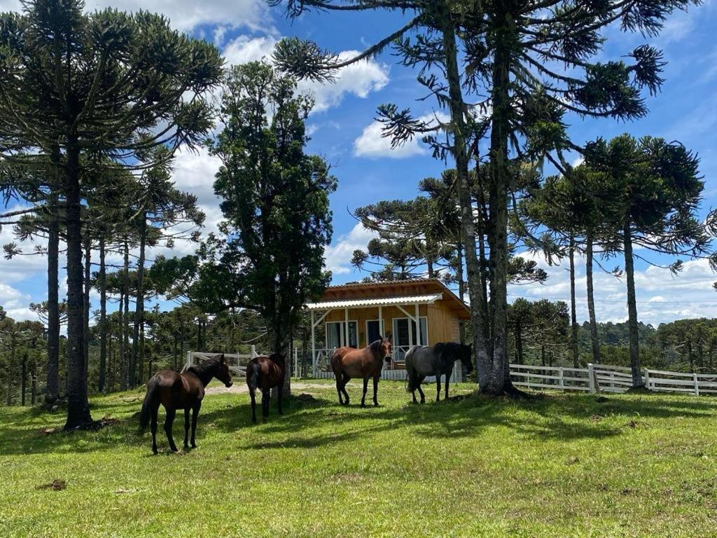 Casa E Cabana De Campo Fazenda Borba Urubici Exteriér fotografie