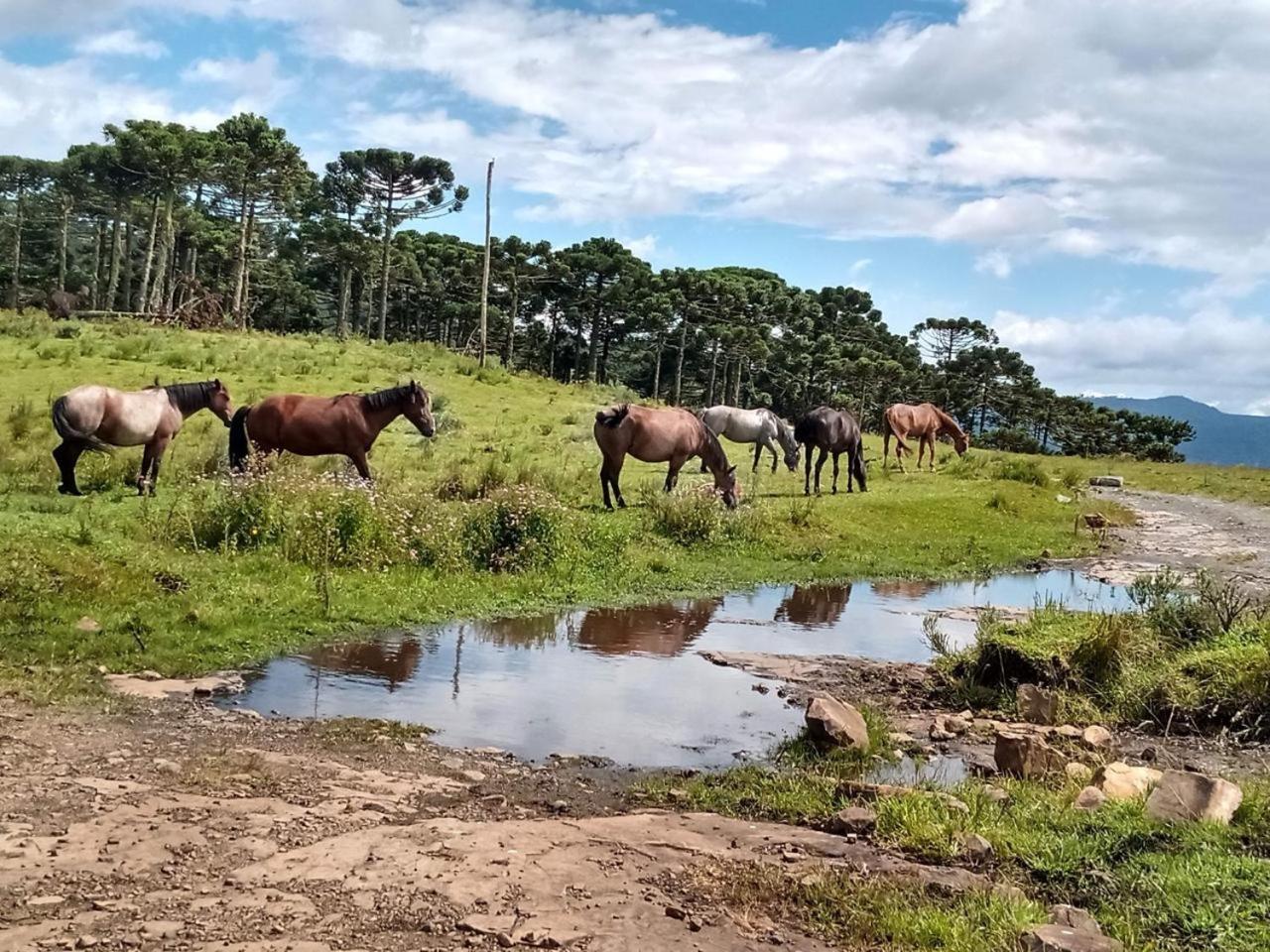 Casa E Cabana De Campo Fazenda Borba Urubici Exteriér fotografie